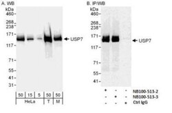 USP7 Antibody, Novus Biologicals 100 &mu;L | Buy Online | Novus Biologicals | Fisher Scientific
