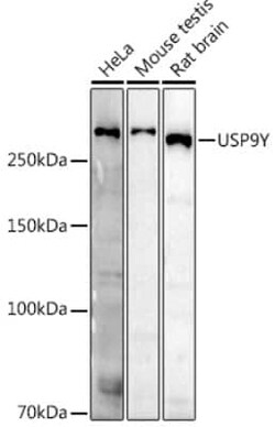 USP9Y Rabbit anti-Human, Mouse, Rat, Polyclonal, Novus Biologicals:Antibodies:Primary