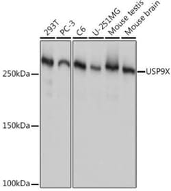 USP9x Rabbit anti-Human, Mouse, Rat, Clone: 7T0S2, Novus Biologicals 100