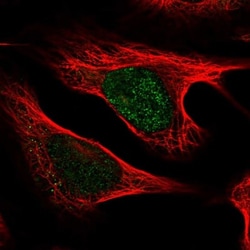 UXT Antibody, Novus Biologicals 0.1mL; Unlabeled:Antibodies, Polyclonal