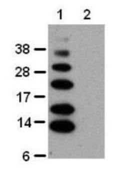 Ub-K63 Antibody (HWA4C4) - BSA Free, Novus Biologicals&trade;