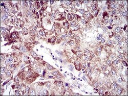 UbcH10/UBE2C Antibody (1F5D3) - BSA Free, Novus Biologicals 0.1mg; Unlabeled:Antibodies,