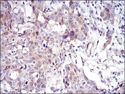 UbcH10/UBE2C Antibody (1F5D3) - BSA Free, Novus Biologicals 0.1mg; Unlabeled:Antibodies,