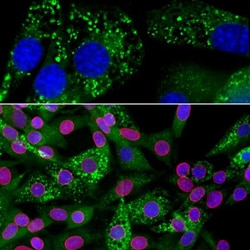 Ubiquilin 2 Antibody (6H9), Novus Biologicals 0.025mL; Unlabeled:Antibodies,