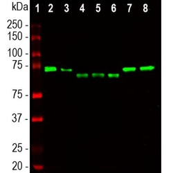 Ubiquilin 2 Antibody (6H9), Novus Biologicals 0.025mL; Unlabeled:Antibodies,