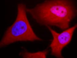 Ubiquitin B Antibody (6C11-B3), Novus Biologicals 50ug; Unlabeled:Antibodies,
