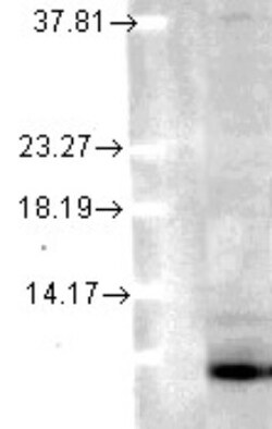 Ubiquitin B Antibody (6C11-B3), Novus Biologicals 50ug; Unlabeled:Antibodies,