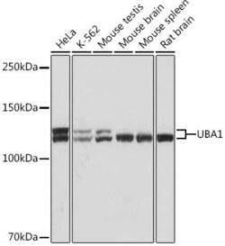 Ubiquitin-activating Enzyme/UBE1 Rabbit anti-Human, Mouse, Rat, Clone: