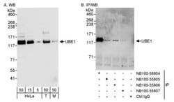 Ubiquitin-activating Enzyme/UBE1 Antibody, Novus Biologicals 0.1 mL | Buy Online | Novus Biologicals | Fisher Scientific