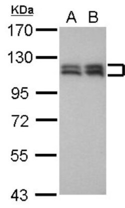 Ubiquitin-activating Enzyme/UBE1 Antibody, Novus Biologicals 0.1mL; Unlabeled:Antibodies,