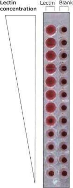 Novus Biologicals™ Ulex Europaeus Lectin 1 Native Protein