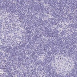 Uromodulin Antibody, Novus Biologicals 0.1 mL | Buy Online | Novus Biologicals | Fisher Scientific