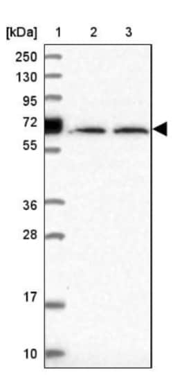 Uromodulin Antibody, Novus Biologicals 0.1 mL | Buy Online | Novus Biologicals | Fisher Scientific