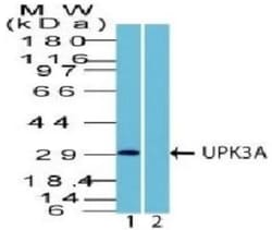 Uroplakin III Antibody - BSA Free, Novus Biologicals 0.1mg; Unlabeled:Antibodies,