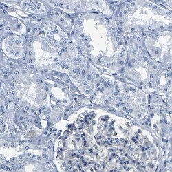CNPase Antibody, Novus Biologicals:Antibodies:Primary Antibodies