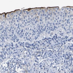 CNPase Antibody, Novus Biologicals:Antibodies:Primary Antibodies