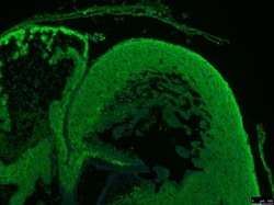 Uroplakin IIIB Antibody, Novus Biologicals:Antibodies:Primary Antibodies