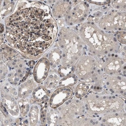 Utrophin Antibody, Novus Biologicals 0.1mL; Unlabeled:Antibodies, Polyclonal