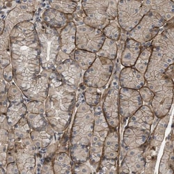 Utrophin Antibody, Novus Biologicals 0.1mL; Unlabeled:Antibodies, Polyclonal
