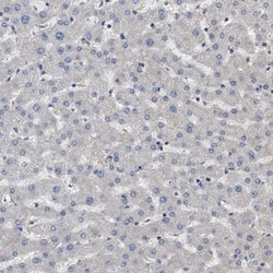 Utrophin Antibody, Novus Biologicals 0.1mL; Unlabeled:Antibodies, Polyclonal