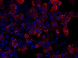 V5 Epitope Tag Antibody - BSA Free, Novus Biologicals 0.1mL; Unlabeled:Antibodies,