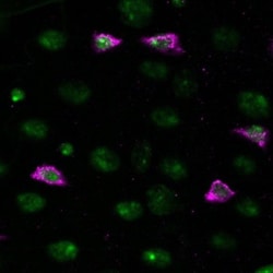 V5 Epitope Tag Antibody - BSA Free, Novus Biologicals 0.1mL; Unlabeled:Antibodies,