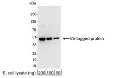 V5 Epitope Tag Antibody - BSA Free, Novus Biologicals 0.1mL; Unlabeled:Antibodies,