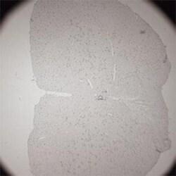 VAChT/SLC18A3 Antibody, Novus Biologicals 0.025 mL; Unconjugated:Antibodies,
