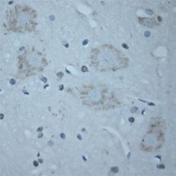 VAChT/SLC18A3 Antibody, Novus Biologicals 0.025 mL; Unconjugated:Antibodies,