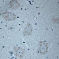 VAChT/SLC18A3 Antibody, Novus Biologicals 0.025 mL; Unconjugated:Antibodies,