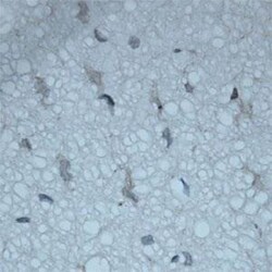 VAChT/SLC18A3 Antibody, Novus Biologicals 0.025 mL; Unconjugated:Antibodies,