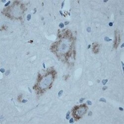 VAChT/SLC18A3 Antibody, Novus Biologicals 0.025 mL; Unconjugated:Antibodies,