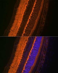 VAMP-2 Rabbit anti-Human, Mouse, Rat, Clone: 8X9D9, Novus Biologicals:Antibodies:Primary