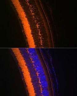 VAMP-2 Rabbit anti-Human, Mouse, Rat, Clone: 8X9D9, Novus Biologicals:Antibodies:Primary