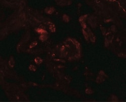 VAMP-7 Antibody - BSA Free, Novus Biologicals:Antibodies:Primary Antibodies