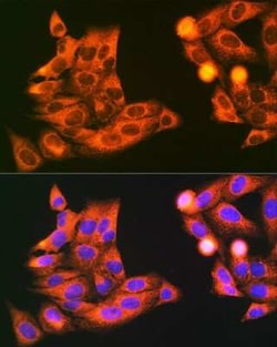 VAMP-7 Rabbit anti-Human, Mouse, Rat, Polyclonal, Novus Biologicals 20