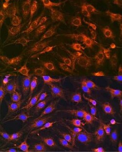 VAMP-7 Rabbit anti-Human, Mouse, Rat, Polyclonal, Novus Biologicals 20