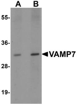 VAMP-7 Antibody - BSA Free, Novus Biologicals:Antibodies:Primary Antibodies