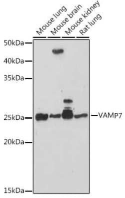 VAMP-7 Rabbit anti-Human, Mouse, Rat, Polyclonal, Novus Biologicals 20