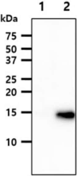 VAMP3/Cellubrevin Antibody (4G9) - BSA Free, Novus Biologicals 50uL; Unlabeled:Antibodies,