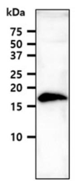 VAMP3/Cellubrevin Antibody (4G9) - BSA Free, Novus Biologicals 50uL; Unlabeled:Antibodies,
