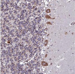 VAMP4 Antibody, Novus Biologicals 0.1mL; Unlabeled:Antibodies, Polyclonal