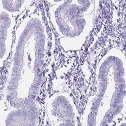 VASA Antibody, Novus Biologicals:Antibodies:Primary Antibodies