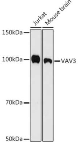 VAV3 Rabbit anti-Human, Mouse, Clone: 9A10D8, Novus Biologicals 100 &mu;g | Buy Online | Novus Biologicals | Fisher Scientific