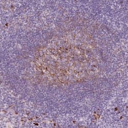 VCAM-1/CD106 Antibody, Novus Biologicals:Antibodies:Primary Antibodies