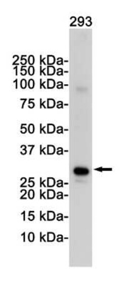 VDAC1 Rabbit anti-Human, Mouse, Rat, Clone: S05-7F2, Novus Biologicals
