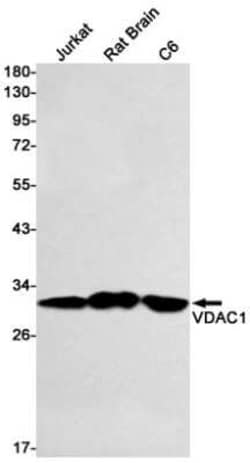 VDAC1 Rabbit anti-Human, Mouse, Rat, Clone: S05-7F2, Novus Biologicals