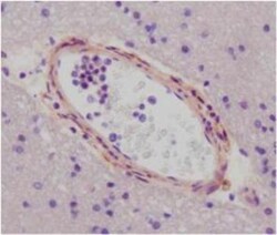 VE-Statin/EGFL7 Antibody, Novus Biologicals:Antibodies:Primary Antibodies