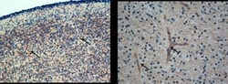 VE-Statin/EGFL7 Antibody, Novus Biologicals:Antibodies:Primary Antibodies