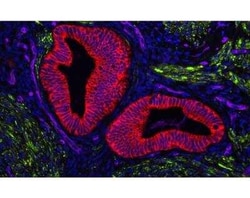 Novus Biologicals&trade;&nbsp;VECTASHIELD&trade; Vibrance(TM) Antifade Mounting Medium with DAPI